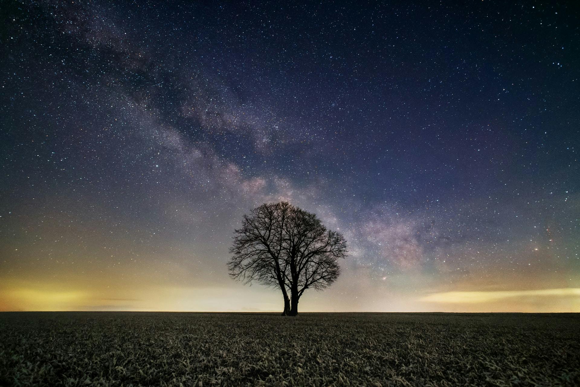 A picture of a tree at nighttime